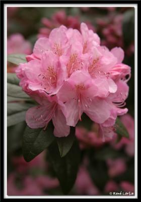 3115 rhododendron.jpg
