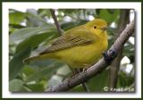 Paruline jaune / Yellow Warbler