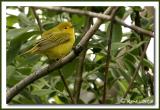 Paruline jaune / Yellow Warbler