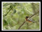 Paruline  poitrine baie / Bay-Breasted Warbler