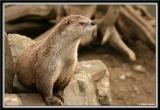 Loutre / Otter