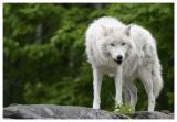 Loup blanc / White Wolf