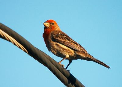 House Finch