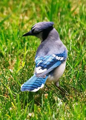 Blue Jay