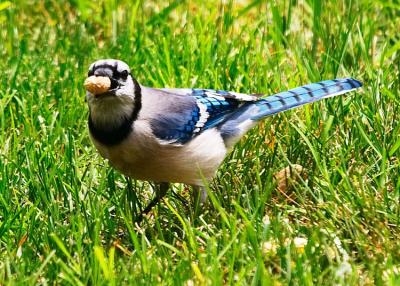 Blue Jay
