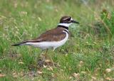 Killdeer