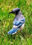 Blue Jay