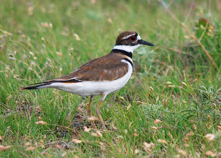 Killdeer