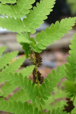 Interrupted fern (detail)