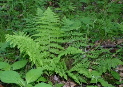 Lady fern and spinulose wood fern