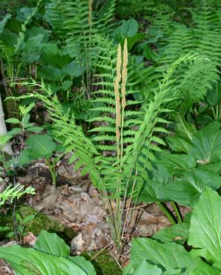 Cinnamon fern