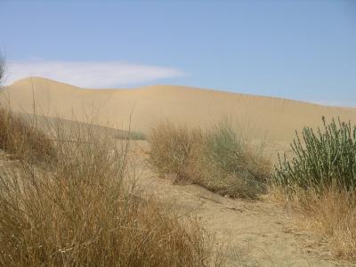 u45/robburvill/medium/28927610.IMGP1210GreatTharDesert800.jpg