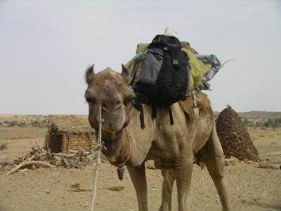 Jaisalmer - My Camel