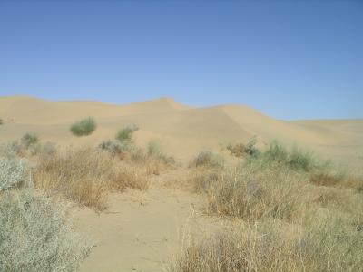 u45/robburvill/medium/28930817.IMGP1216GreatTharDesert800.jpg