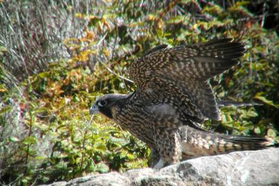 Fledgling, 2004 south side