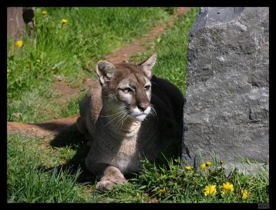 the_cougar