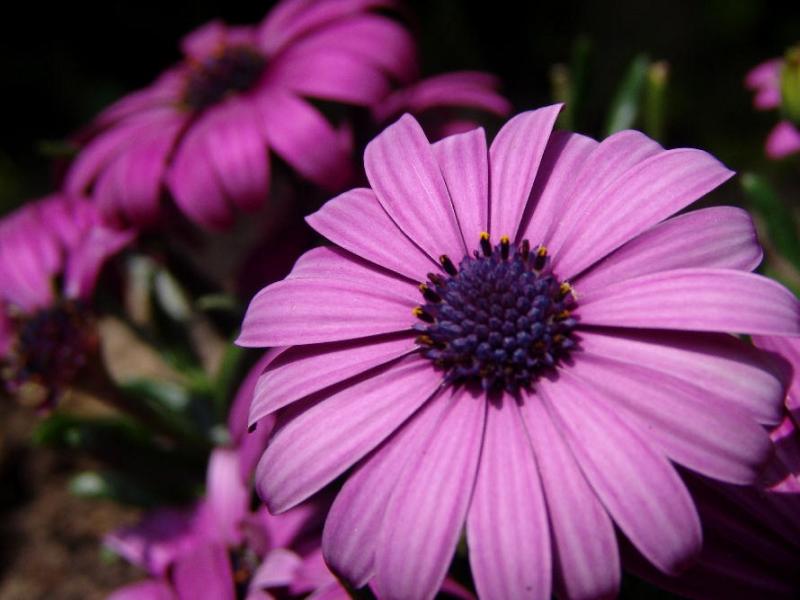 Purple marguerites