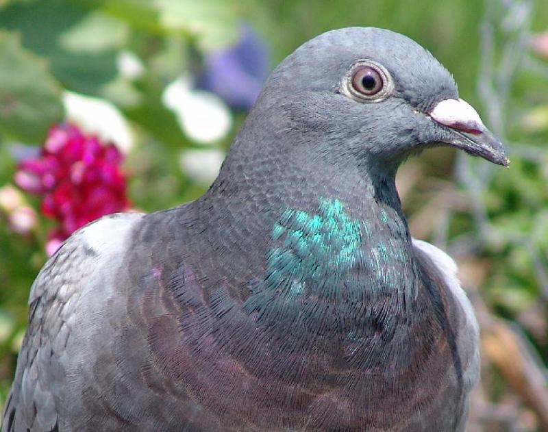 Home-pigeon in close-up