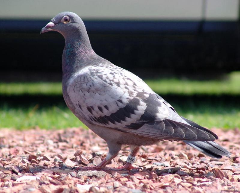 Home-pigeon