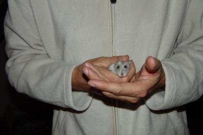 Is it a mouse or a hamster which one of our cats brought into the house?