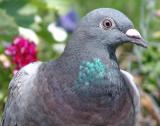 Home-pigeon in close-up