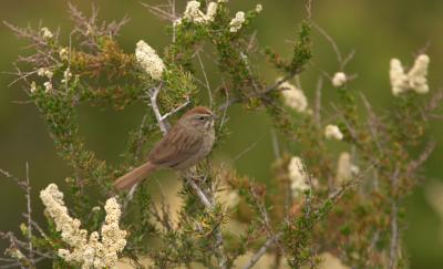 Rufous-crowned Sparrow