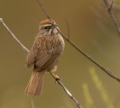 Rufous-crowned Sparrow