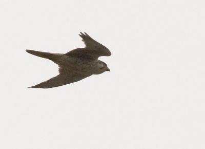Prairie Falcon : Falco mexicanus