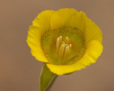 Mariposa Tulip