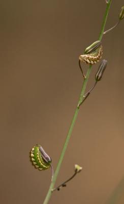 Larvae