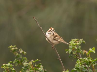 Lark Sparrow