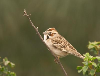 Lark Sparrow