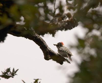 Nuttall's Woodpecker : Picoides nuttallii