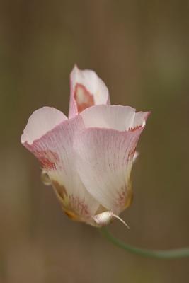 Mariposa Tulip