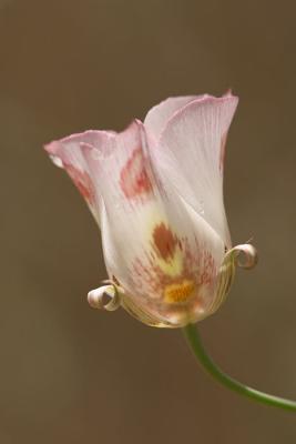 Mariposa Tulip