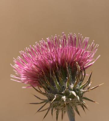 Thistle