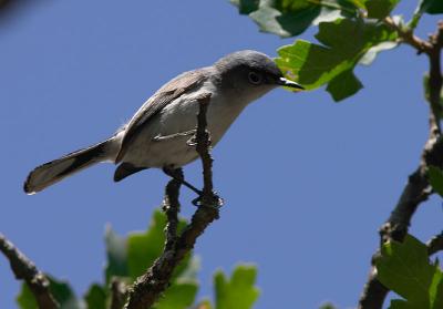 Blue-gray Gnatcatcher