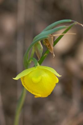 Mt. Diablo Globe Tulip