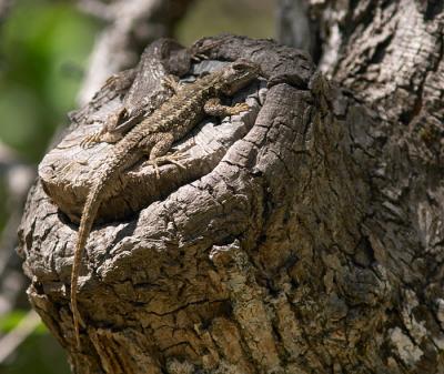 A pair of lizards