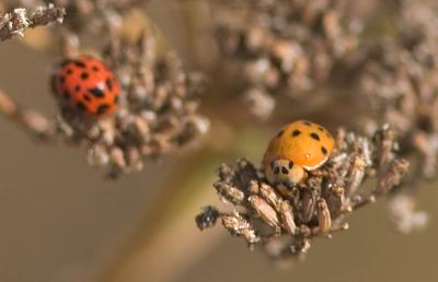 Ladybirds