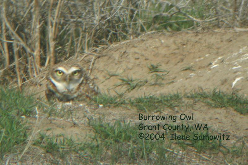 Burrowing Owl 3316.jpg