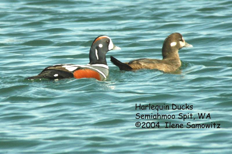 Harlequin Ducks