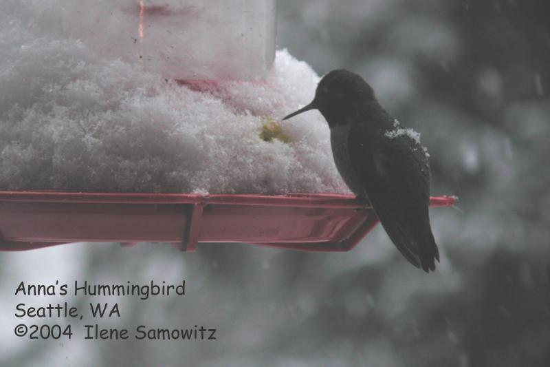 Annas Hummingbird C2666.jpg