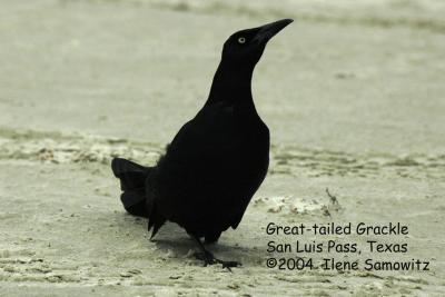 Great-tailed grackle 2674.jpg