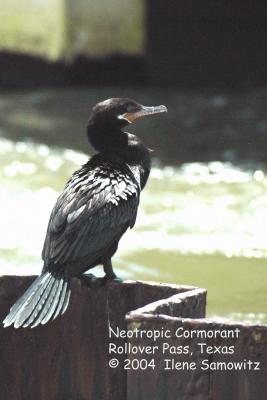 neotropic cormorant 2415.jpg