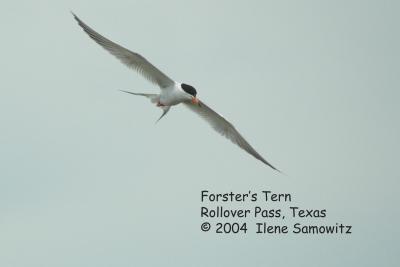 Texas Terns