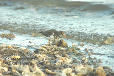 Spotted Sandpiper 2595 .jpg