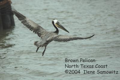 Brown Pelican  2590.jpg
