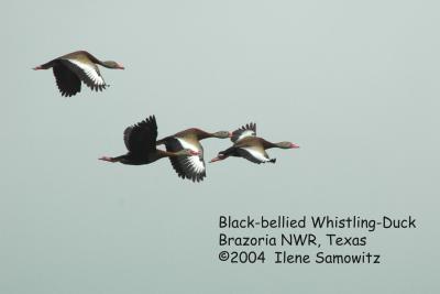 black-bellied whistling-duck 2826 .jpg