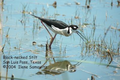 Texas Shorebirds